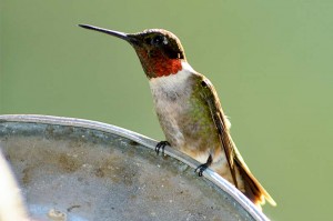 Ruby-throated hummingbird - 3
