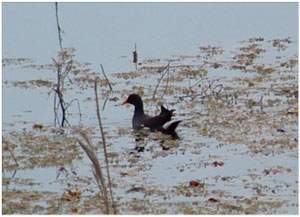 Common Gallinule on the lake at Old St. Stephens State Historical Park, Stop 1 on the Piney Woods Birding Trail.  Don Self