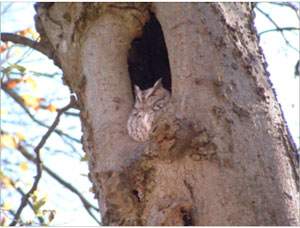 An Eastern Screech Owl takes a mid-day snooze in a hackberry tree.  Don Self